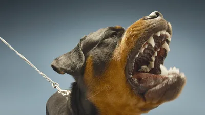 Самые опасные собаки для человека: топ-10 пород
