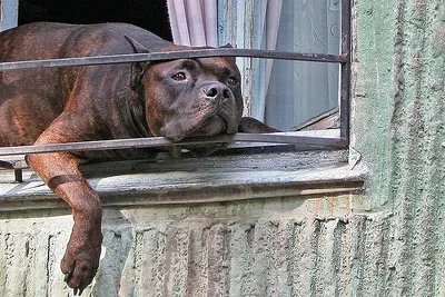 Назван список из 12 самых опасных собак | НДН.Инфо