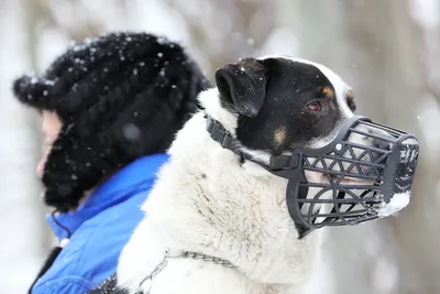 Опасные породы собак - в Украине утвердили перечень из 52 пород