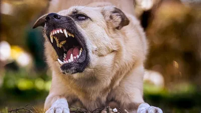Кабмин утвердил список потенциально опасных пород собак