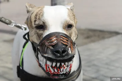 В России определили список потенциально опасных собак