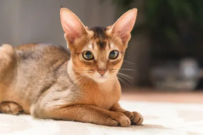 Абиссинская кошка - «Кот мечты! Супертактильный, отзывчивый и умный, а еще  с ним можно гулять на поводке. Счастье которое можно купить!» | отзывы