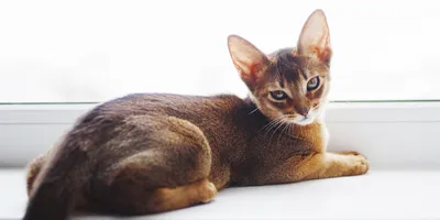 Абиссинская кошка: «Микропума» с египетской грацией. Выставочная порода с  нелёгкой судьбой | Пикабу