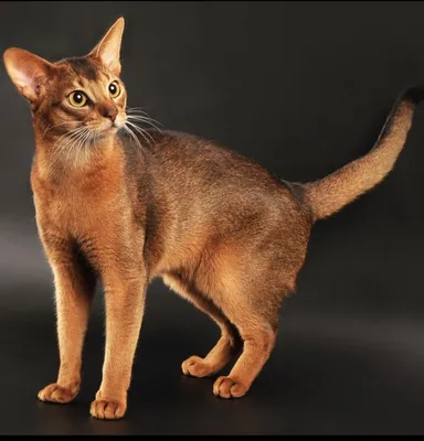 Абиссинская кошка, фотографии кошек Абиссинской породы