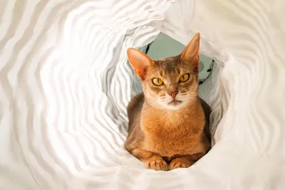 Кошка, которая заглядывает в душу. 8 интересных фактов об абиссинской породе
