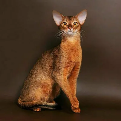 Абиссинская кошка - описание породы кошек: характер, особенности поведения,  размер, отзывы и фото - Питомцы Mail.ru