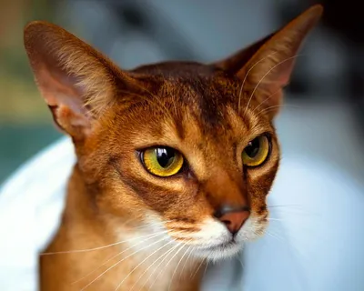 Абиссинская кошка - описание, характер и содержание породы в домашних  условиях