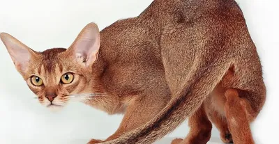 Абиссинская кошка красивые - картинки и фото koshka.top
