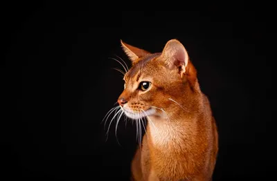 Абиссинский кот 😍 | Кот, Животные