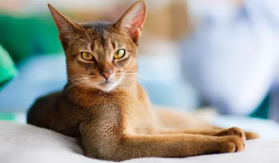 Абиссинская кошка: цена, фото, отзывы, сколько стоит и где купить, питомник  породы, характер, содержание и уход.