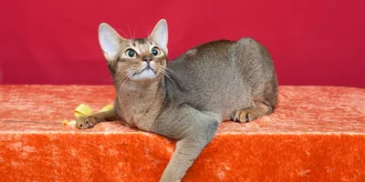 Абиссинская кошка - характер, поведение и описание породы