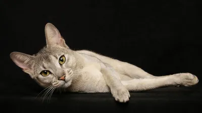 Абиссинский кот, короткие волосы, цвет шоколада Стоковое Изображение -  изображение насчитывающей ужасного, кот: 144559709