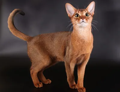 Абиссинская кошка: изящный и умный компаньон