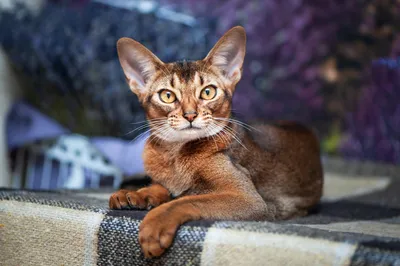 Абиссинская кошка (27 фото)