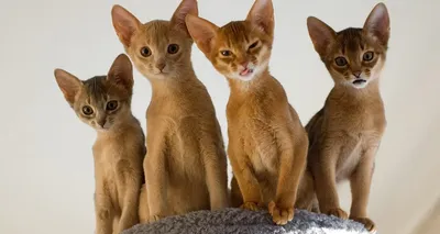Абиссинский кот | Рекламный класс. Прошу владельца животного… | Flickr