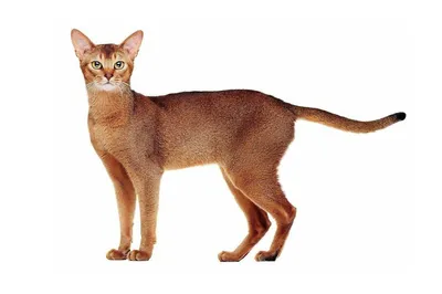 Абиссинская кошка - «Абиссинский кот- лучший друг » | отзывы