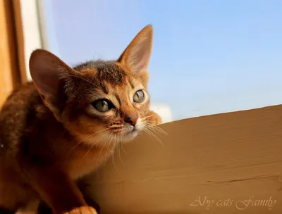 Абиссинская кошка: стандарты, уход, цены и фото