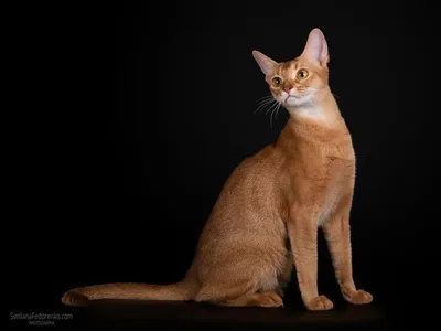 Абиссинская - Порода кошек - Информация и особенностях | Хиллс