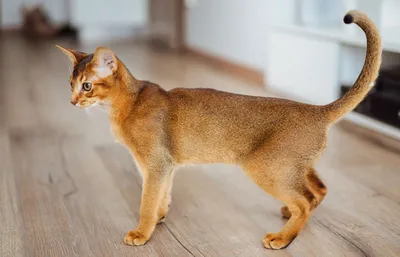 Абиссинская кошка (12 фото)