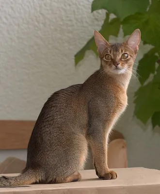 Абиссинский кот фото 