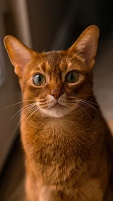 Абиссинская кошка: описание породы, условия содержания, характер