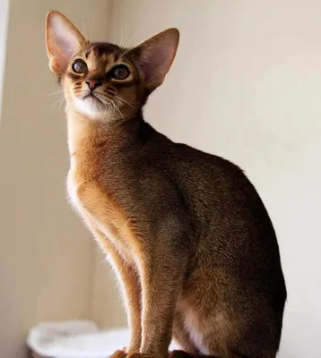 Солнечный кот», или все про здоровье абиссинской кошки - статьи о  ветеринарии «Свой Доктор»
