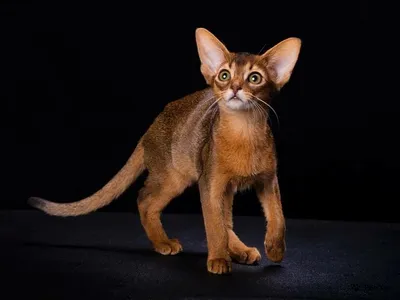 Абиссинец кот (31 фото) - 31 фото