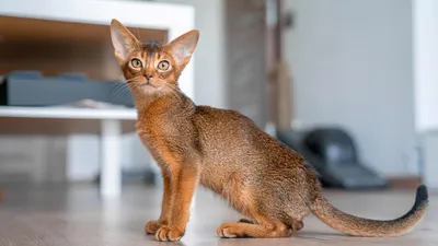 Абиссинская кошка: описание породы и характера