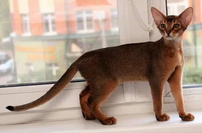 Абиссинская кошка: фото, характер, описание породы | РБК Life