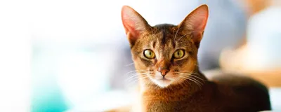 File:Абиссинский кот (5351857019).jpg - Wikipedia