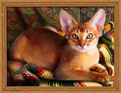 Абиссинский кот стоковое изображение. изображение насчитывающей красивейшее  - 72147435