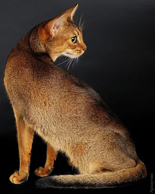 Абиссинский кот: 45 000 грн. - Кошки Никополь на Olx