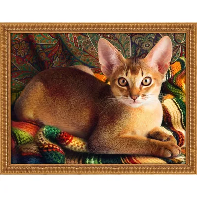 Абиссинская кошка: характер, условия содержания и не только - Лайфхакер
