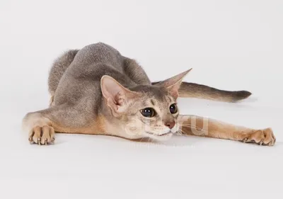 Абиссинский кот (фото): священное животное фараонов в вашем доме Смотри  больше http://kot-pes.com/abissinskij-kot-foto-svyas… | Abyssinian cats,  Animals, Abyssinian