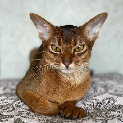 абиссинский кот стоковое фото. изображение насчитывающей довольно - 11432066
