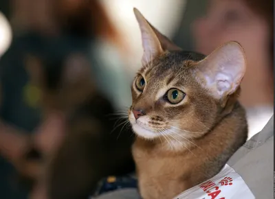Абиссинская кошка - «Кому подходит абиссинская кошка?» | отзывы