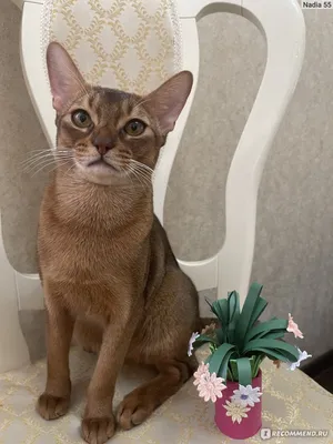 абиссинский кот стоковое фото. изображение насчитывающей лапка - 6013372