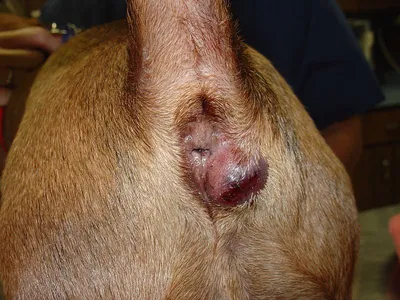 Абсцесс параанальных желез у собак фото фотографии