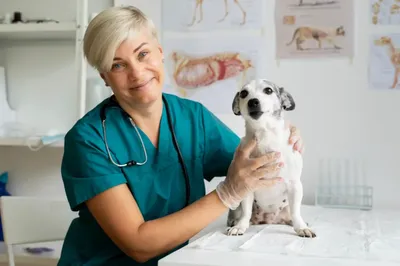 Центр ветеринарной хирургии Пегас on Instagram: \"Воспаление параанальных  желез, также называемое параанальным синуситом. Причинами параанального  синусита являются закупорка желез, раны, бактериальная инфекция.  Заболевание часто встречается и у собак, и ...