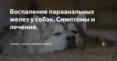 В Петербурге нашли собаку с опасной инфекцией животных — болезнью Ауески