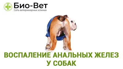Ветеринар Бубликова Юлия | ВКонтакте