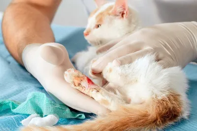 Абсцесс у кошек и котов: признаки и методы лечения нарывов | 3ККК Кошки,  коты и котята | Дзен