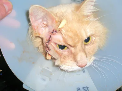 Абсцесс параанальных желез у кошек - лечение, симптомы