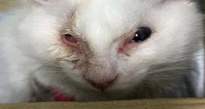 Спасти рядового Федю (абсцесс у кота, жесть) | Пикабу