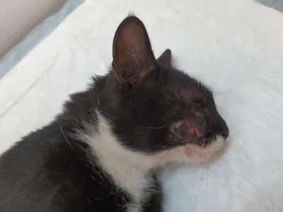 Воспаление слюнных желез у кошек — виды, симптоматика и способы лечения
