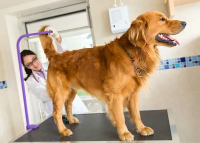 Конъюнктивит у собак — симптомы, лечение и профилактика