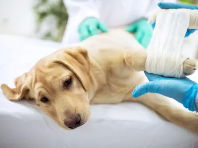 Абсцесс у собаки | Ветеринарный госпиталь | Дзен