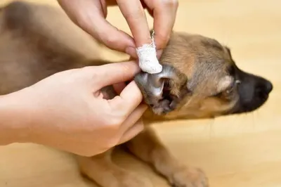 Животные кошачьи уши капли собака уши воспаление против собаки уши клеща  лекарство мытье ушей воды | AliExpress