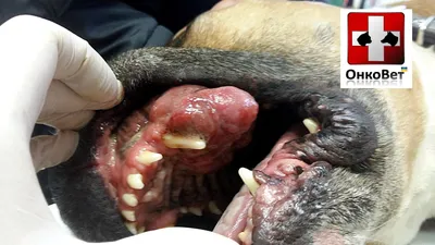 ОнкоВет: Аденокарцинома носовой полости у собаки