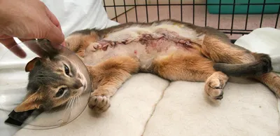 Ветклиника на Офицерской - Аденома гепатоидных желез у собаки или кошки  является распространенной опухолью, которая развивается из сальных желез,  окружающих анальное отверстие. На долю новообразований данного типа  приходится 80% всех опухолей перианальной